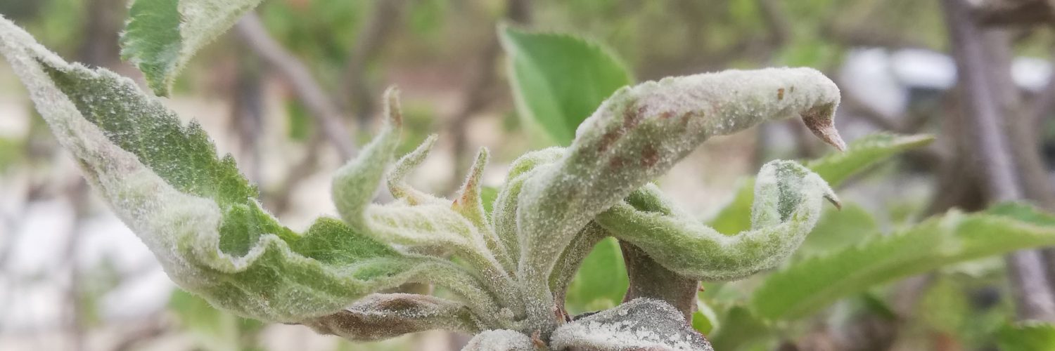 Mączniak na jabłoni