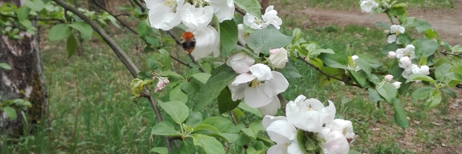 Aby jabłoń nie chorowała, trzeba zapobiegać chorobom drzew